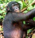 medium_Bonobo.jpg